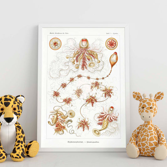 Lamina artistica decorativa con ilustración de SIPHONOPHORAE estilo Vintage-Artwork-Nacnic-Nacnic Estudio SL