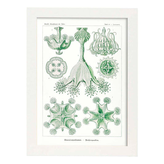 Lamina artistica decorativa con ilustración de Stauromedusae estilo Vintage-Artwork-Nacnic-A4-Marco Blanco-Nacnic Estudio SL