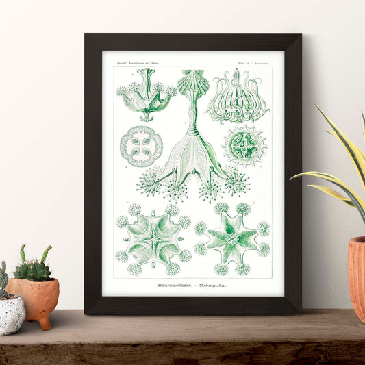 Lamina artistica decorativa con ilustración de Stauromedusae estilo Vintage-Artwork-Nacnic-Nacnic Estudio SL