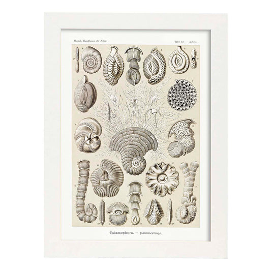 Lamina artistica decorativa con ilustración de Talamophora estilo Vintage-Artwork-Nacnic-A4-Marco Blanco-Nacnic Estudio SL