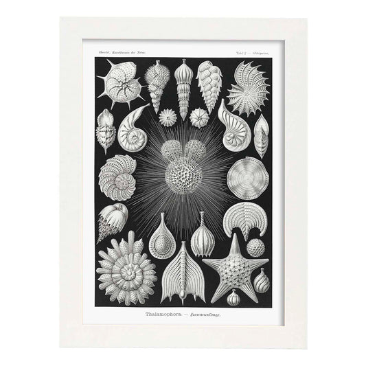 Lamina artistica decorativa con ilustración de Thalamophora estilo Vintage-Artwork-Nacnic-A4-Marco Blanco-Nacnic Estudio SL