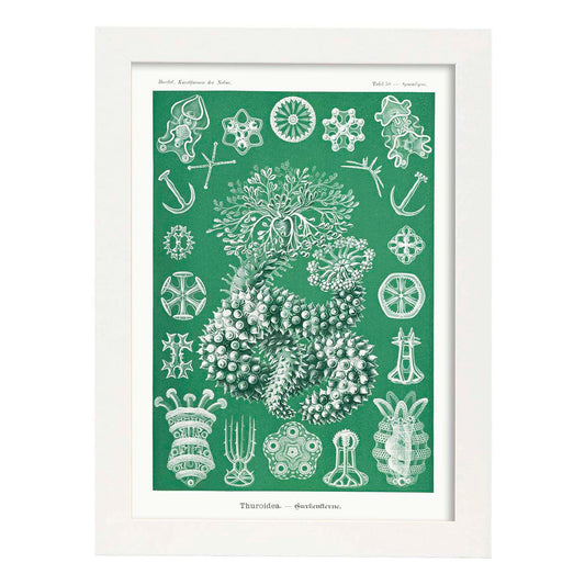 Lamina artistica decorativa con ilustración de Thuroidea estilo Vintage-Artwork-Nacnic-A4-Marco Blanco-Nacnic Estudio SL