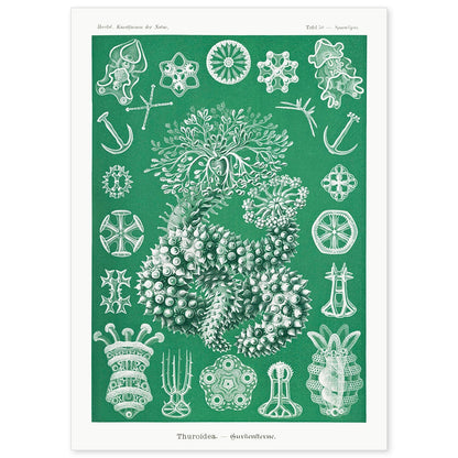 Lamina artistica decorativa con ilustración de Thuroidea estilo Vintage-Artwork-Nacnic-A4-Sin marco-Nacnic Estudio SL