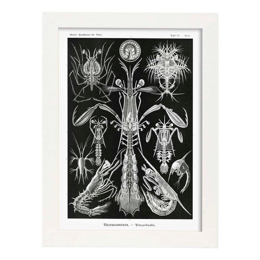 Lamina artistica decorativa con ilustración de Toracostraca estilo Vintage-Artwork-Nacnic-A4-Marco Blanco-Nacnic Estudio SL