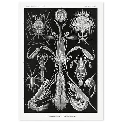 Lamina artistica decorativa con ilustración de Toracostraca estilo Vintage-Artwork-Nacnic-A4-Sin marco-Nacnic Estudio SL