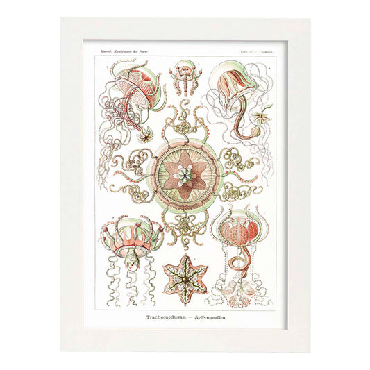 Lamina artistica decorativa con ilustración de Trachomedusae estilo Vintage-Artwork-Nacnic-A4-Marco Blanco-Nacnic Estudio SL