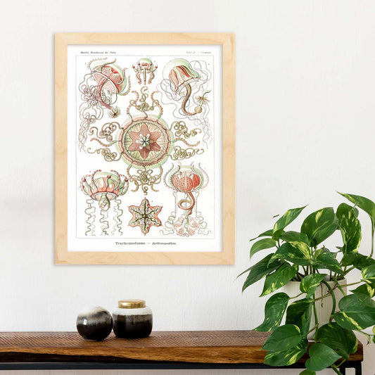 Lamina artistica decorativa con ilustración de Trachomedusae estilo Vintage-Artwork-Nacnic-Nacnic Estudio SL
