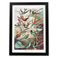 Lamina artistica decorativa con ilustración de Trochilidae estilo Vintage-Artwork-Nacnic-A4-Marco Negro-Nacnic Estudio SL