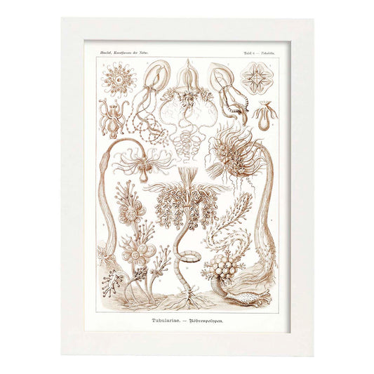 Lamina artistica decorativa con ilustración de Tubulariae estilo Vintage-Artwork-Nacnic-A4-Marco Blanco-Nacnic Estudio SL