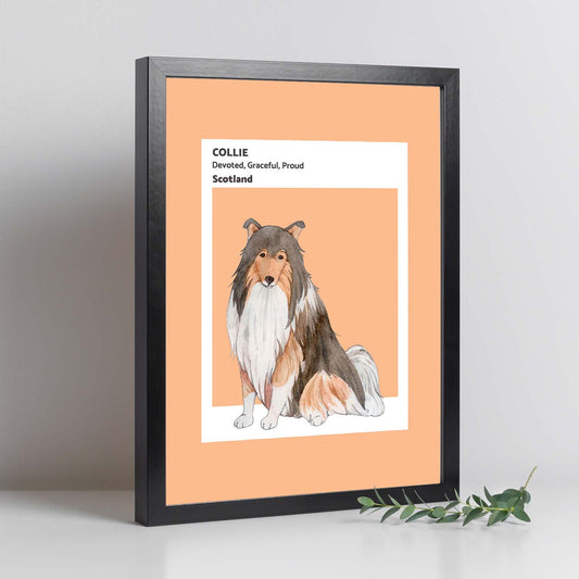 Lámina Border Collie. Pósters con ilustraciones de razas de perro en tonos cálidos y pastel.-Artwork-Nacnic-Nacnic Estudio SL