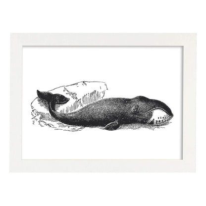 Lámina de Ballena. Posters con animales en blanco y negro.-Artwork-Nacnic-A4-Marco Blanco-Nacnic Estudio SL