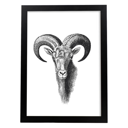 Lámina de Cabra montesa. Posters con animales en blanco y negro.-Artwork-Nacnic-A4-Marco Negro-Nacnic Estudio SL