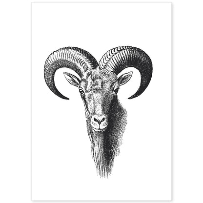 Lámina de Cabra montesa. Posters con animales en blanco y negro.-Artwork-Nacnic-A4-Sin marco-Nacnic Estudio SL