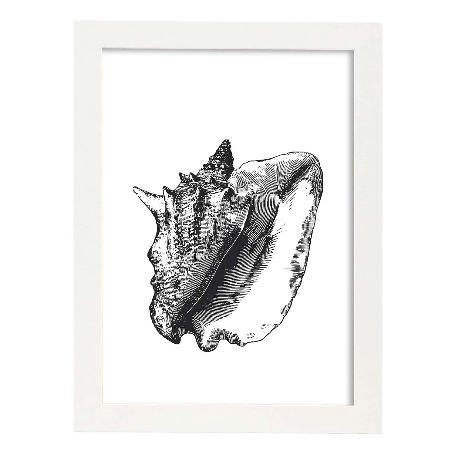 Lámina de Concha de mar. Posters con animales en blanco y negro.-Artwork-Nacnic-A3-Marco Blanco-Nacnic Estudio SL