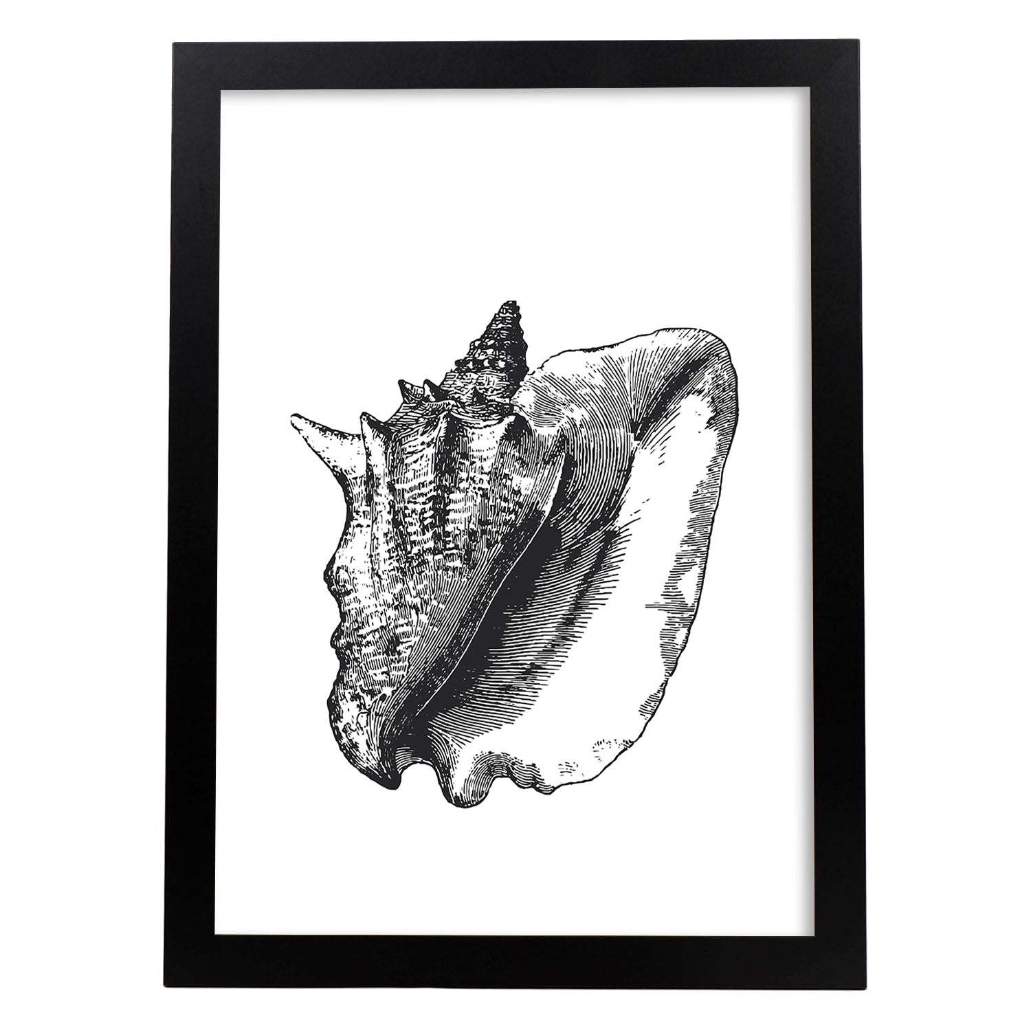 Lámina de Concha de mar. Posters con animales en blanco y negro.-Artwork-Nacnic-A3-Marco Negro-Nacnic Estudio SL