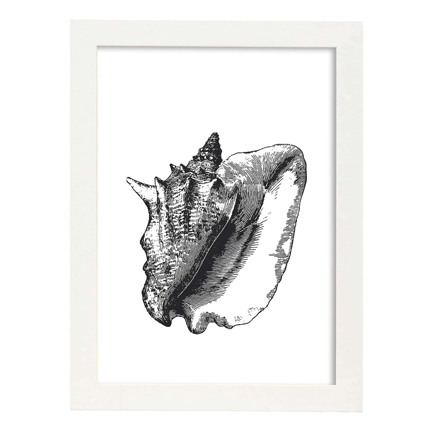 Lámina de Concha de mar. Posters con animales en blanco y negro.-Artwork-Nacnic-A4-Marco Blanco-Nacnic Estudio SL