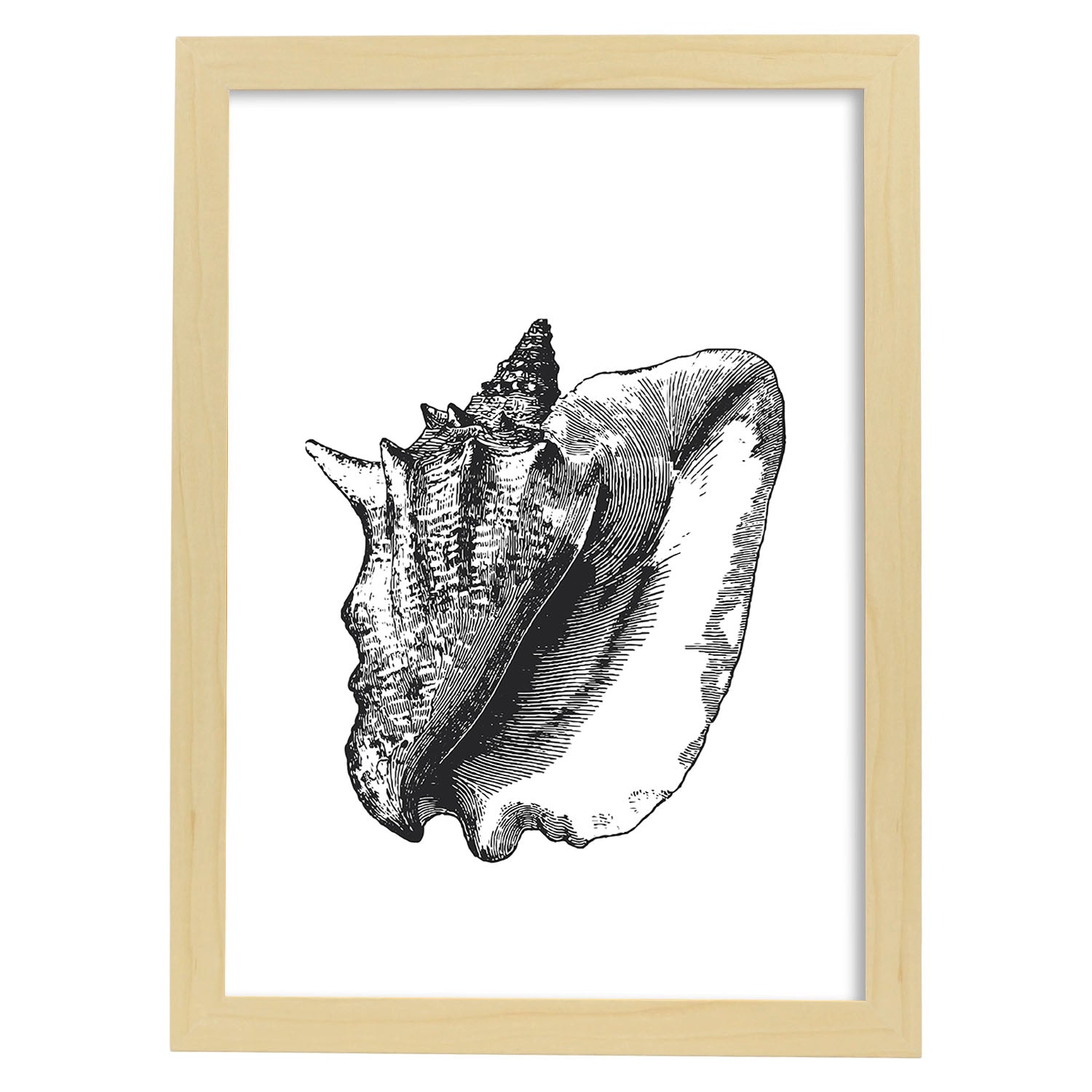 Lámina de Concha de mar. Posters con animales en blanco y negro.-Artwork-Nacnic-A4-Marco Madera clara-Nacnic Estudio SL