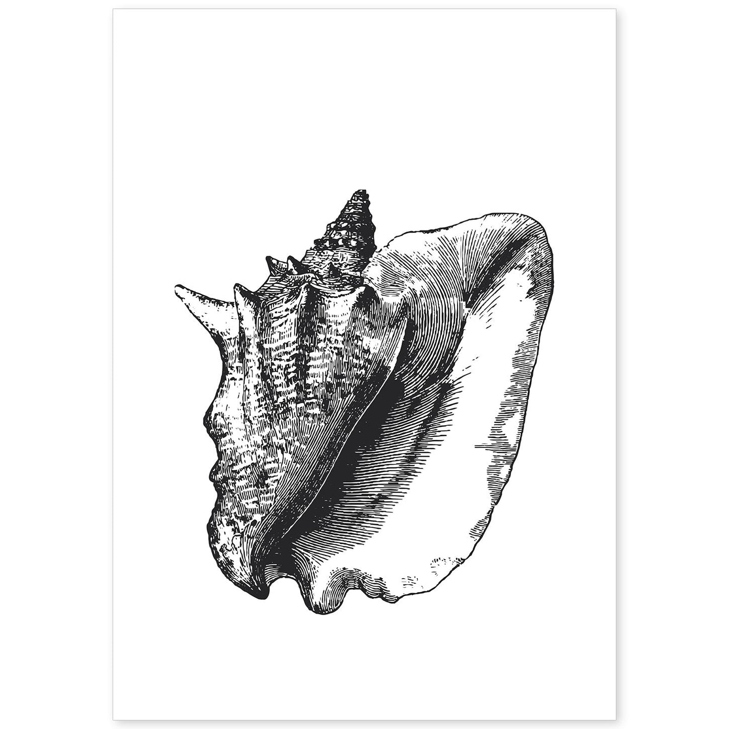 Lámina de Concha de mar. Posters con animales en blanco y negro.-Artwork-Nacnic-A4-Sin marco-Nacnic Estudio SL