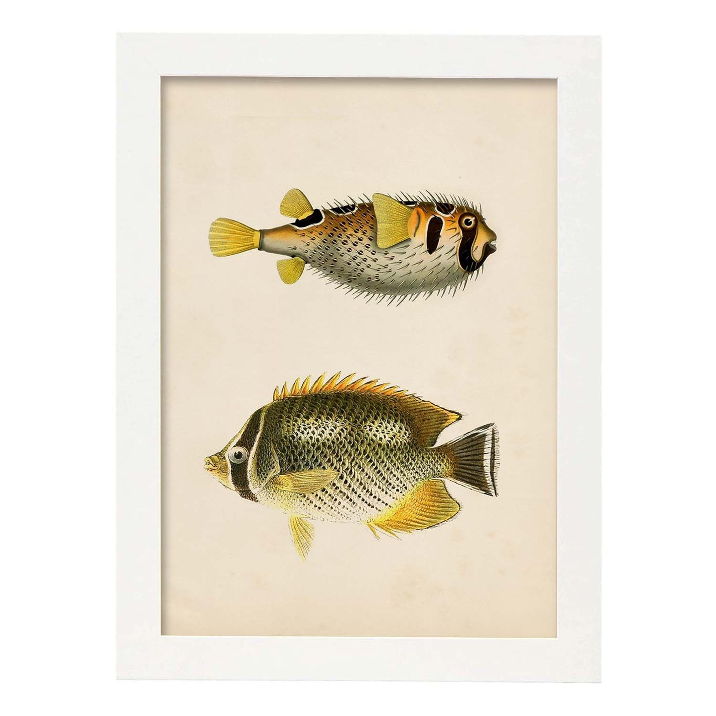 Lámina de dos peces amarillo gris y negro en , fondo papel vintage.-Artwork-Nacnic-A3-Marco Blanco-Nacnic Estudio SL