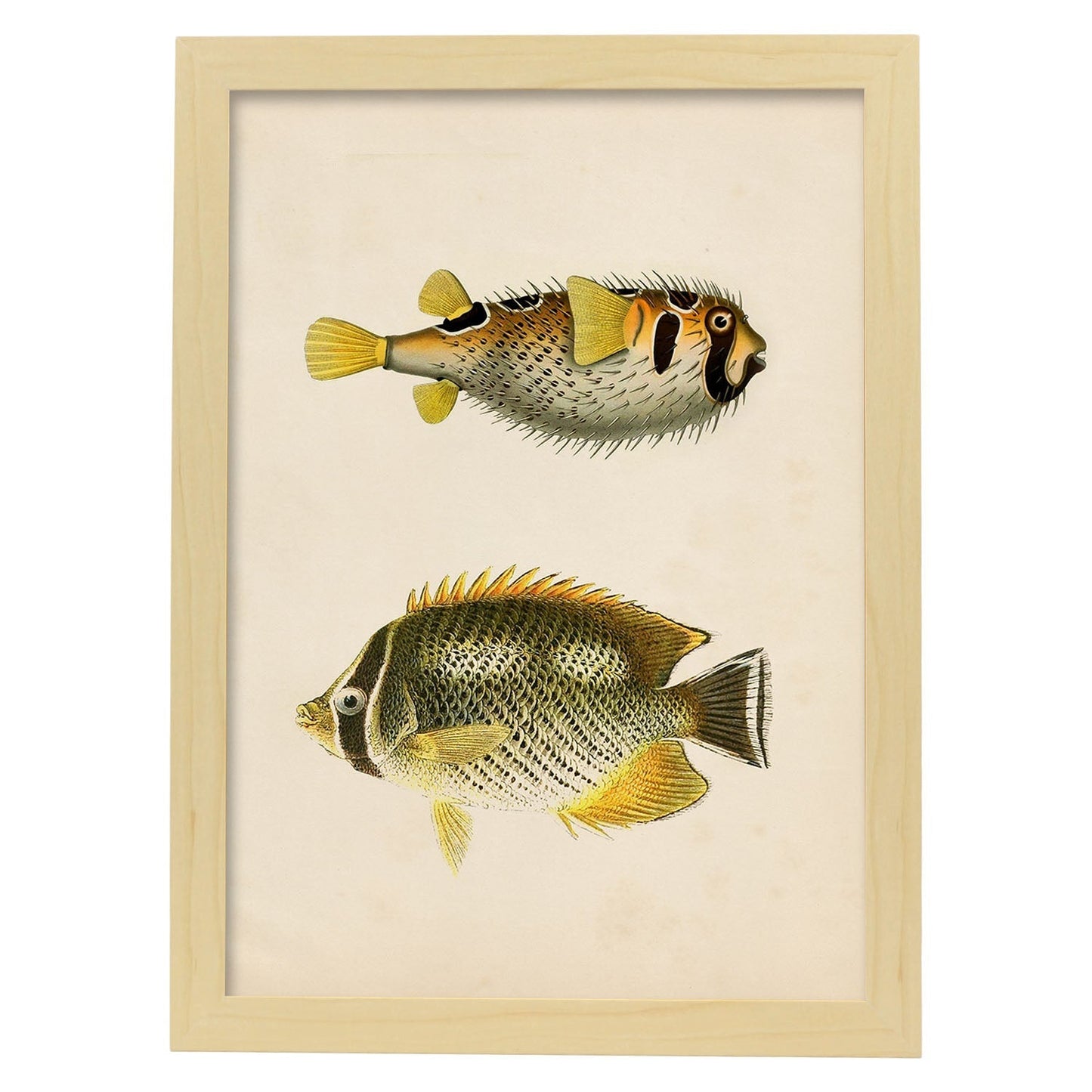 Lámina de dos peces amarillo gris y negro en , fondo papel vintage.-Artwork-Nacnic-A3-Marco Madera clara-Nacnic Estudio SL