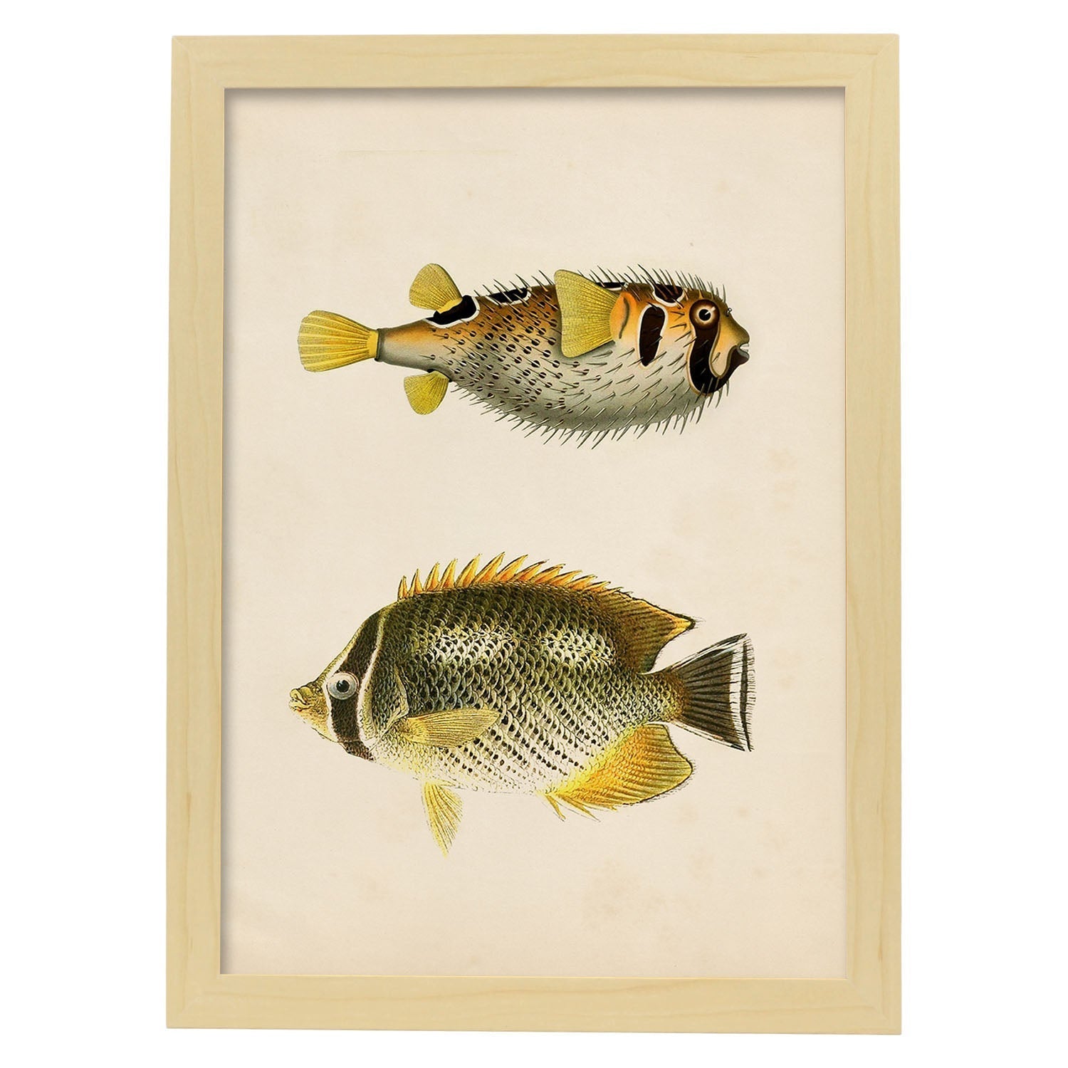 Lámina de dos peces amarillo gris y negro en , fondo papel vintage.-Artwork-Nacnic-A3-Marco Madera clara-Nacnic Estudio SL
