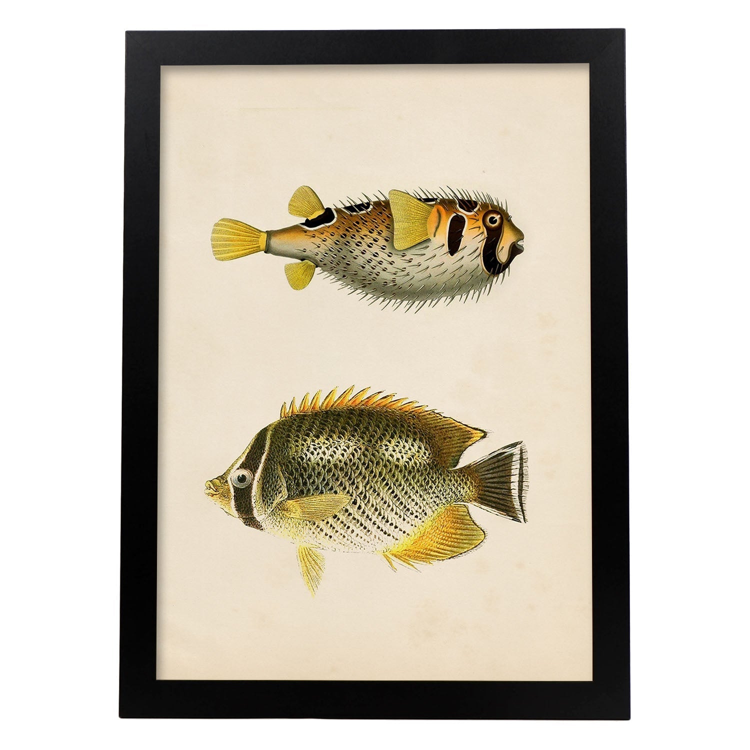 Lámina de dos peces amarillo gris y negro en , fondo papel vintage.-Artwork-Nacnic-A3-Marco Negro-Nacnic Estudio SL