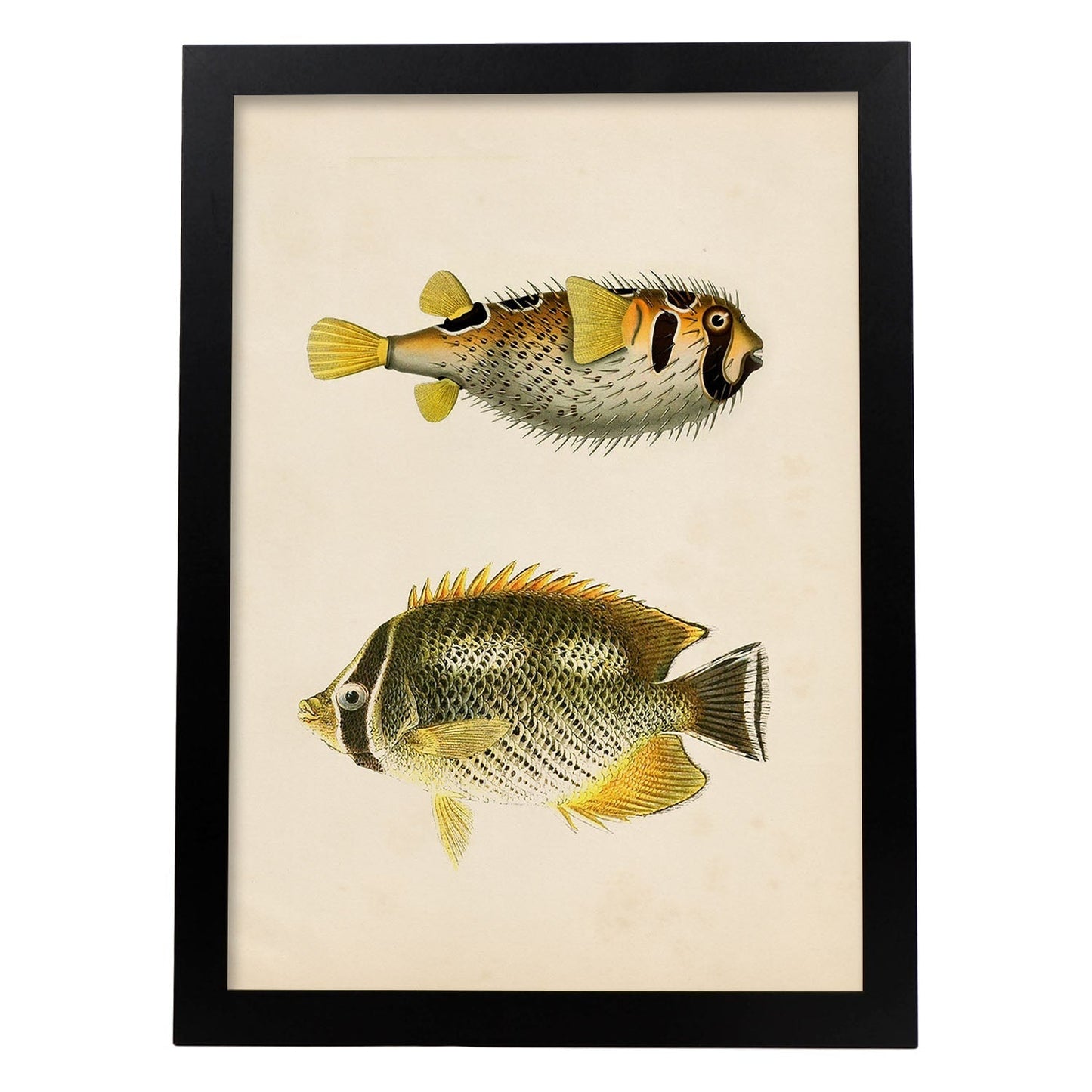 Lámina de dos peces amarillo gris y negro en , fondo papel vintage.-Artwork-Nacnic-A4-Marco Negro-Nacnic Estudio SL
