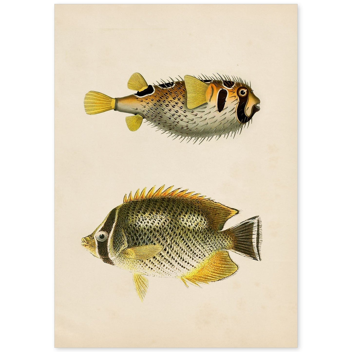 Lámina de dos peces amarillo gris y negro en , fondo papel vintage.-Artwork-Nacnic-A4-Sin marco-Nacnic Estudio SL