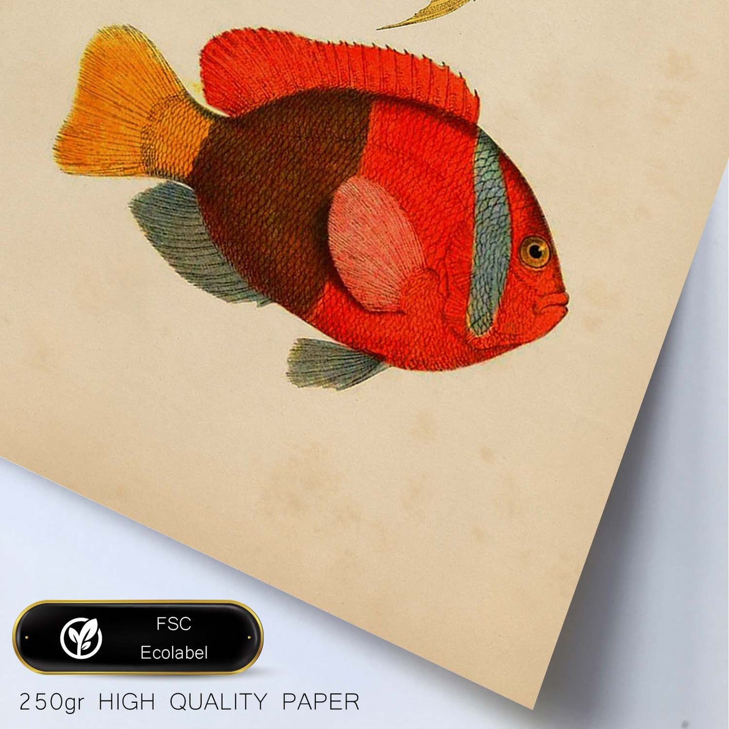 Lámina de dos peces amarillo, naranja y rojo en , fondo papel vintage.-Artwork-Nacnic-Nacnic Estudio SL
