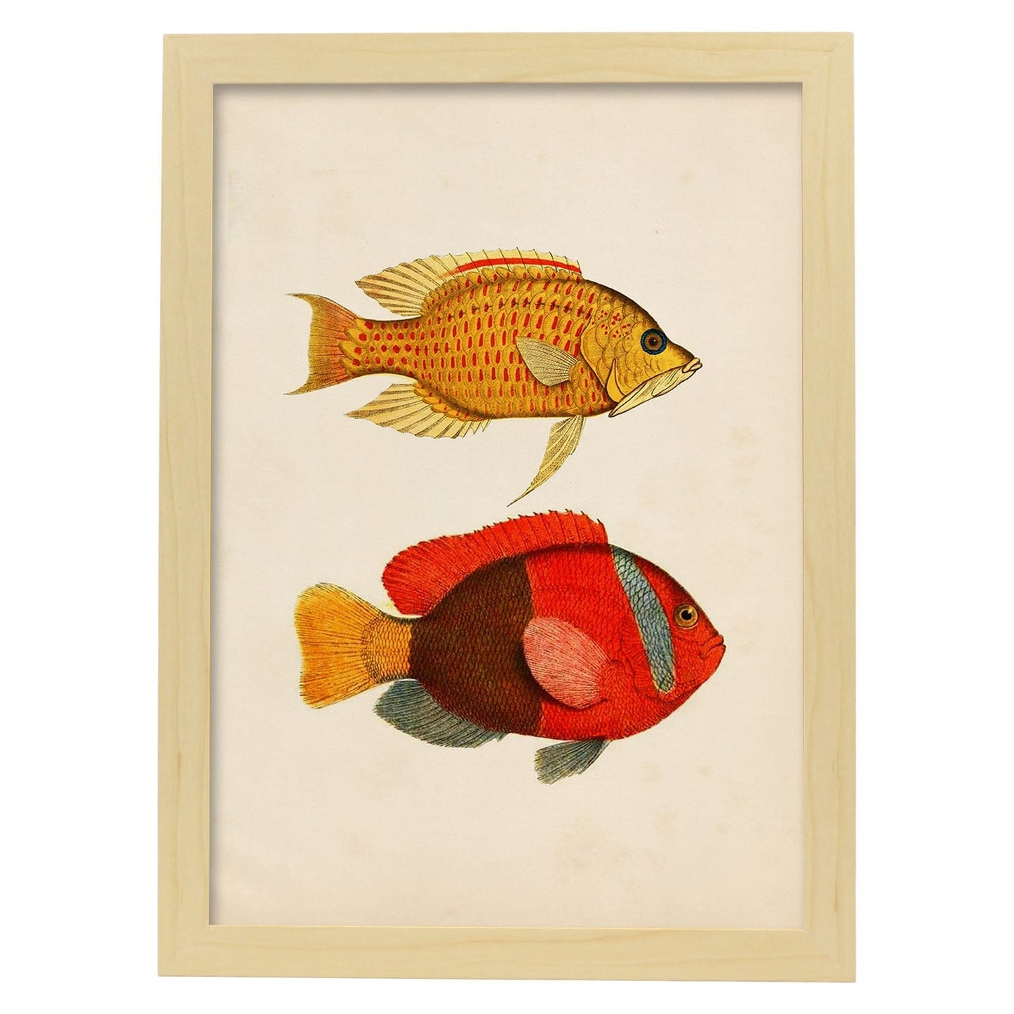 Lámina de dos peces amarillo, naranja y rojo en , fondo papel vintage.-Artwork-Nacnic-A3-Marco Madera clara-Nacnic Estudio SL