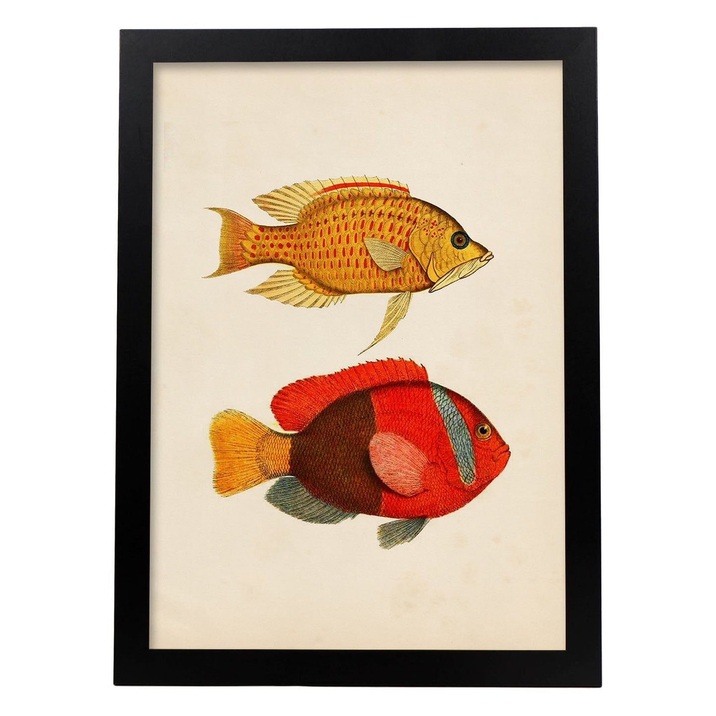 Lámina de dos peces amarillo, naranja y rojo en , fondo papel vintage.-Artwork-Nacnic-A3-Marco Negro-Nacnic Estudio SL