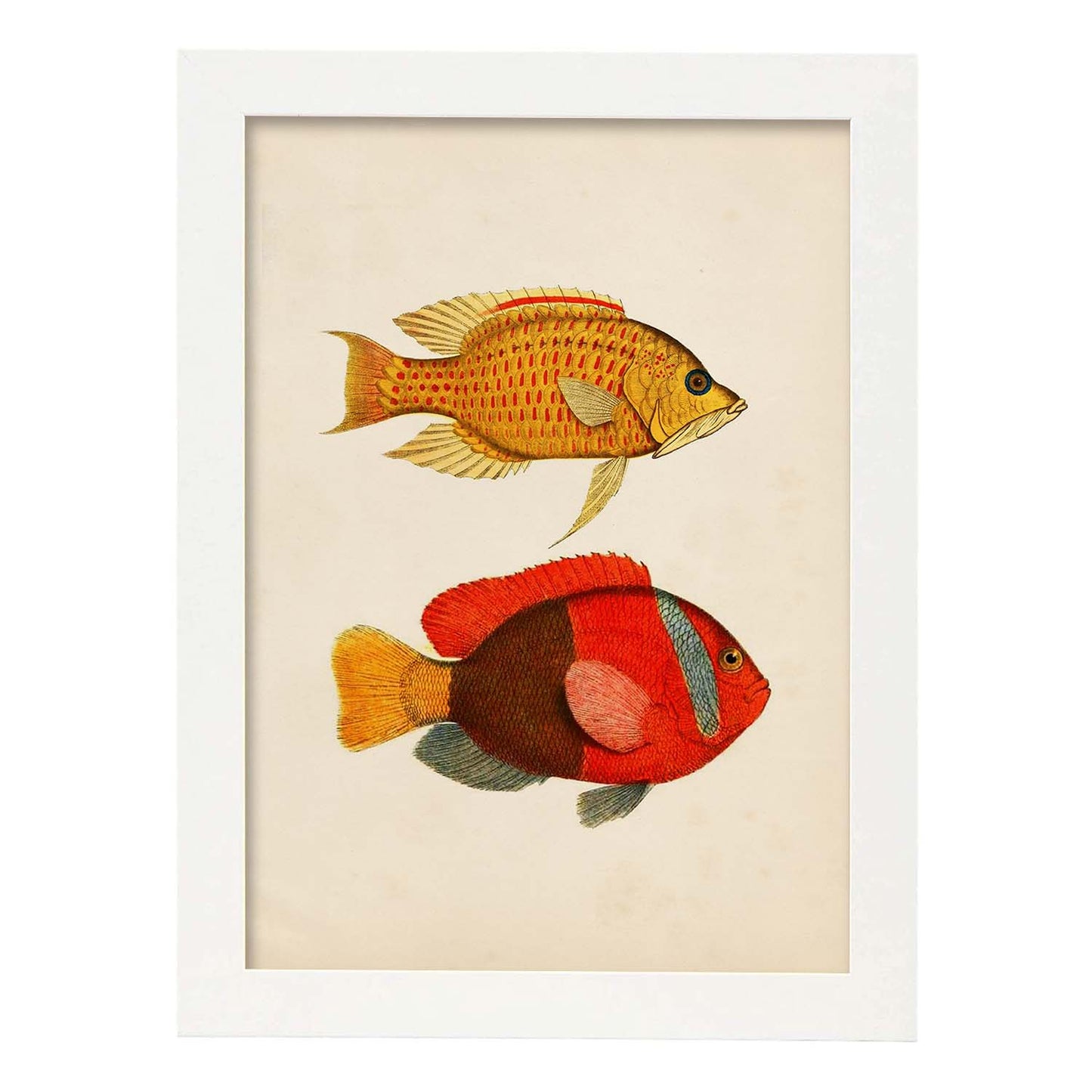 Lámina de dos peces amarillo, naranja y rojo en , fondo papel vintage.-Artwork-Nacnic-A4-Marco Blanco-Nacnic Estudio SL