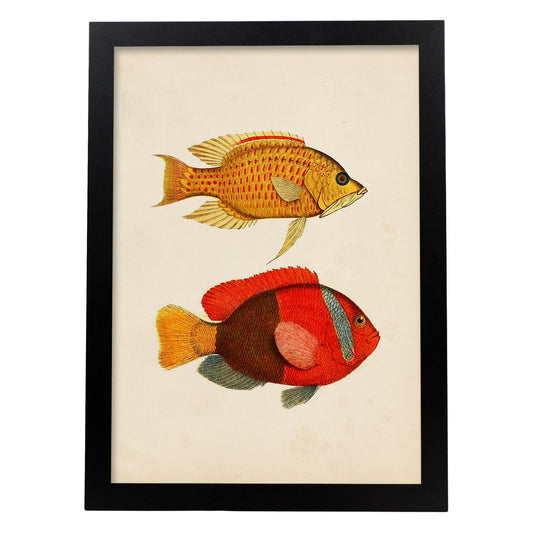 Lámina de dos peces amarillo, naranja y rojo en , fondo papel vintage.-Artwork-Nacnic-A4-Marco Negro-Nacnic Estudio SL
