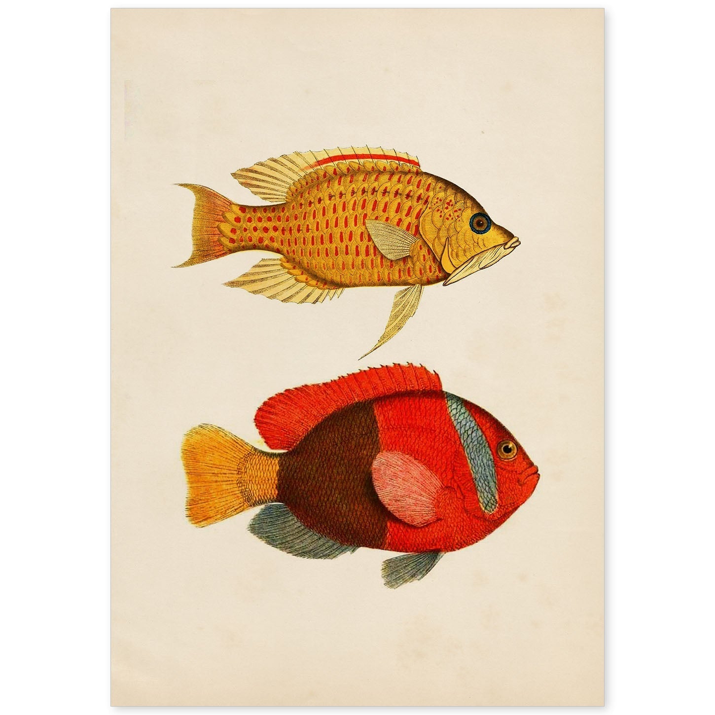 Lámina de dos peces amarillo, naranja y rojo en , fondo papel vintage.-Artwork-Nacnic-A4-Sin marco-Nacnic Estudio SL