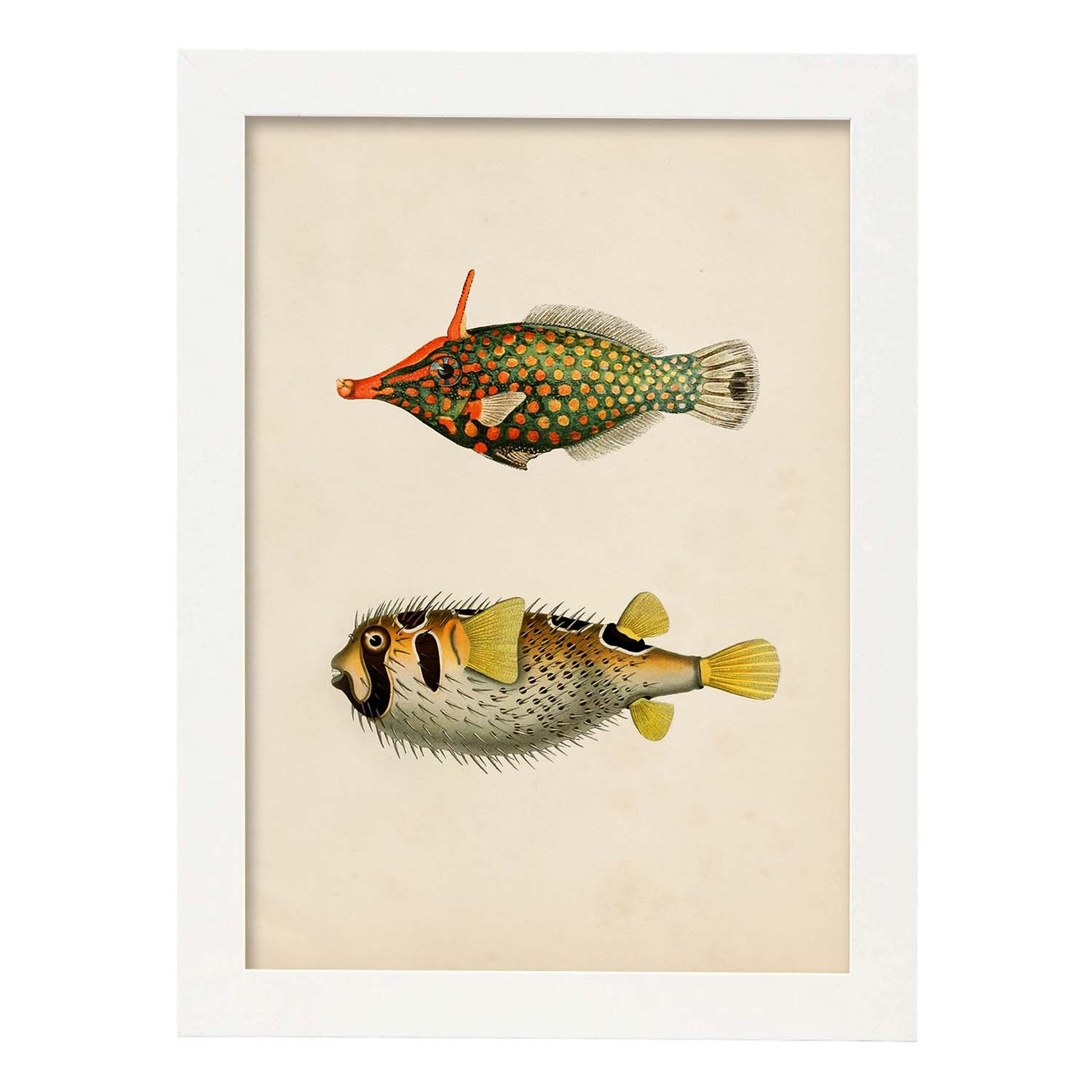 Lámina de dos peces amarillo, verde negro y rojo en , fondo papel vintage.-Artwork-Nacnic-A3-Marco Blanco-Nacnic Estudio SL