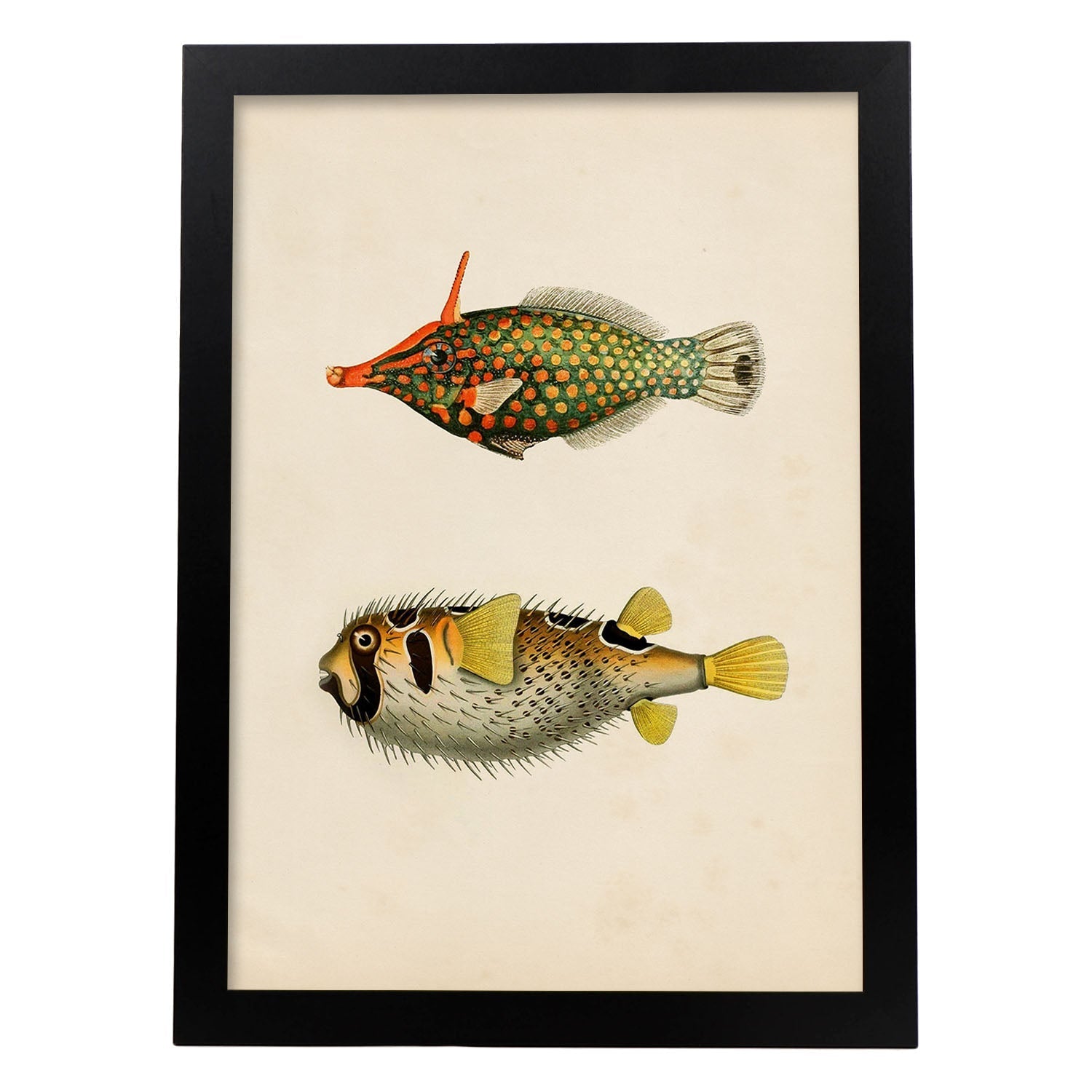 Lámina de dos peces amarillo, verde negro y rojo en , fondo papel vintage.-Artwork-Nacnic-A3-Marco Negro-Nacnic Estudio SL