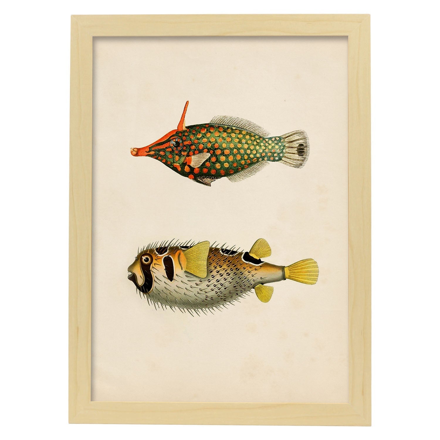 Lámina de dos peces amarillo, verde negro y rojo en , fondo papel vintage.-Artwork-Nacnic-A4-Marco Madera clara-Nacnic Estudio SL