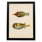Lámina de dos peces amarillo, verde negro y rojo en , fondo papel vintage.-Artwork-Nacnic-A4-Marco Negro-Nacnic Estudio SL
