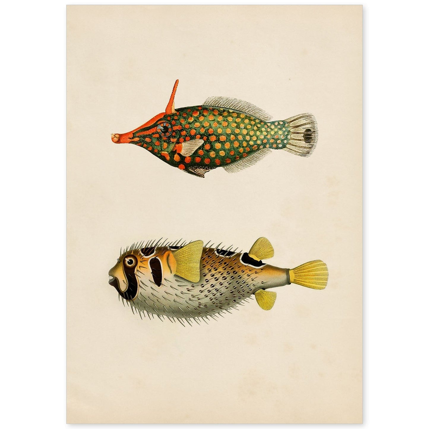 Lámina de dos peces amarillo, verde negro y rojo en , fondo papel vintage.-Artwork-Nacnic-A4-Sin marco-Nacnic Estudio SL