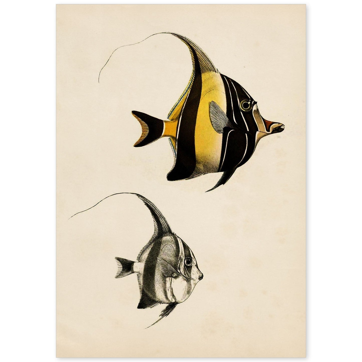 Lámina de dos peces amarillo y negro en , fondo papel vintage.-Artwork-Nacnic-A4-Sin marco-Nacnic Estudio SL