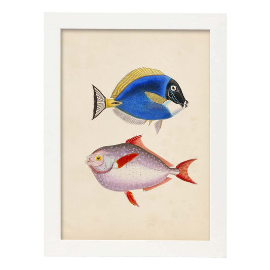 Lámina de Dos Peces Azul, Amarillo y Morado y Rojo en , Fondo Papel Vintage Poster Papel 250 gr Marco-Artwork-Nacnic-A4-Marco Blanco-Nacnic Estudio SL