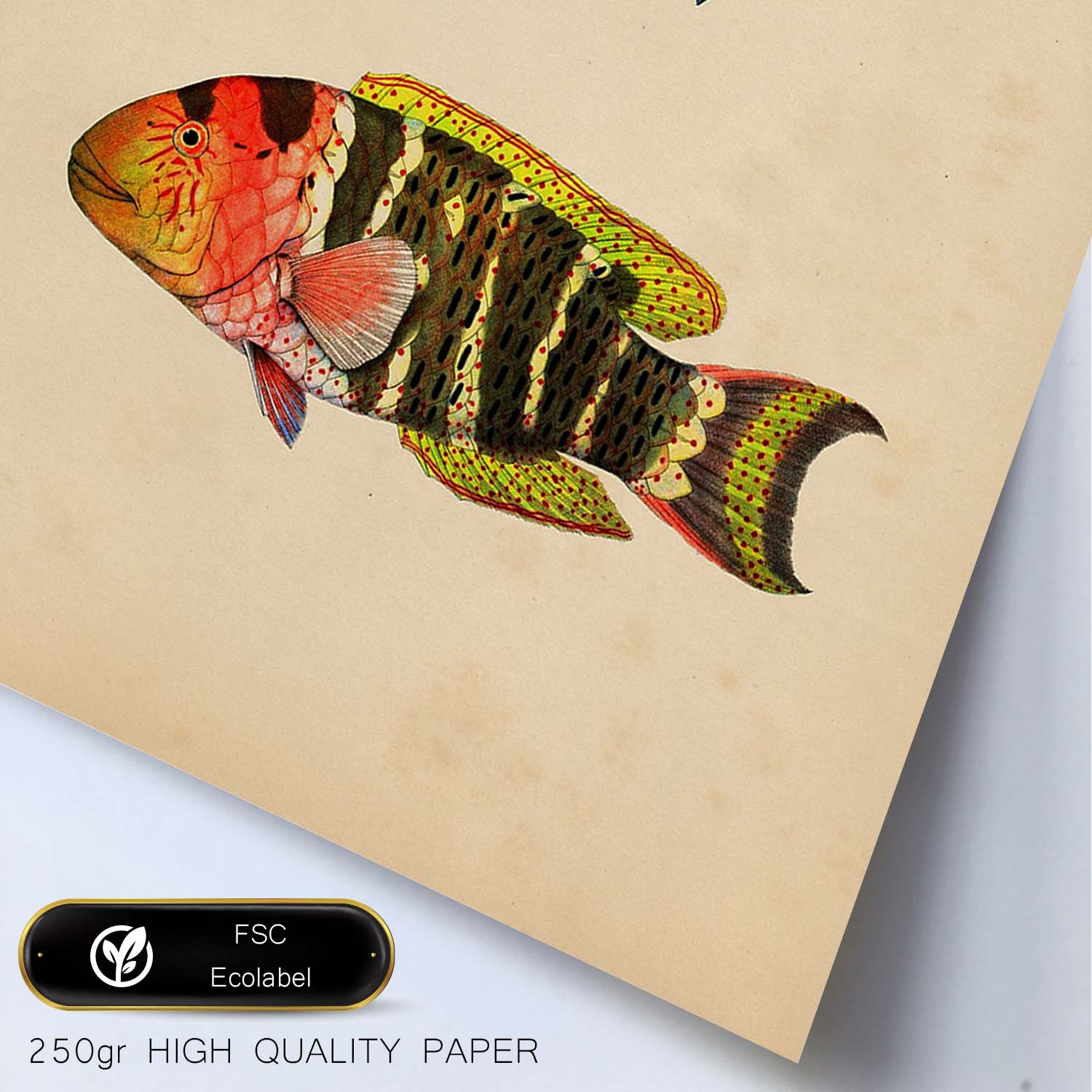 Lámina de dos peces azul, rojo, amarillo y naranja en , fondo papel vintage.-Artwork-Nacnic-Nacnic Estudio SL