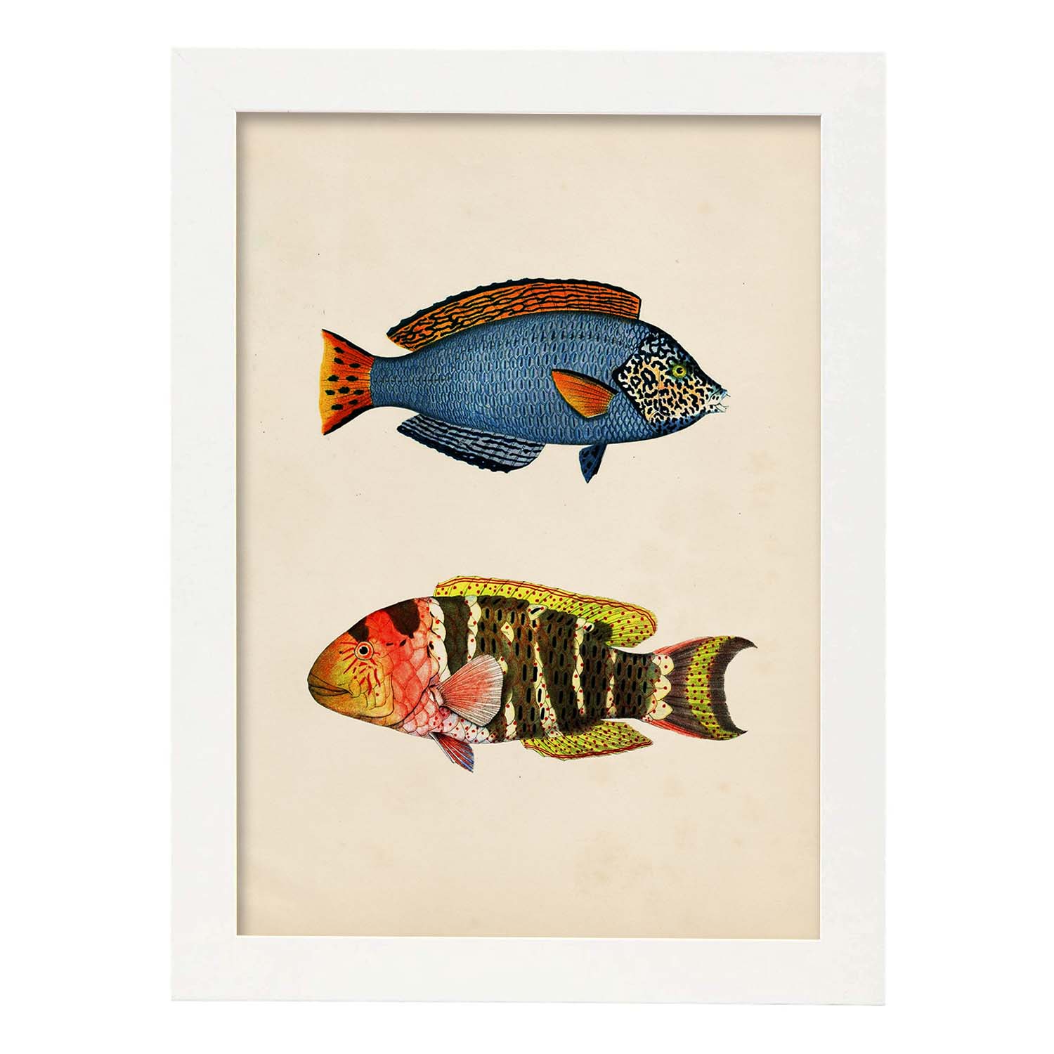 Lámina de dos peces azul, rojo, amarillo y naranja en , fondo papel vintage.-Artwork-Nacnic-A3-Marco Blanco-Nacnic Estudio SL