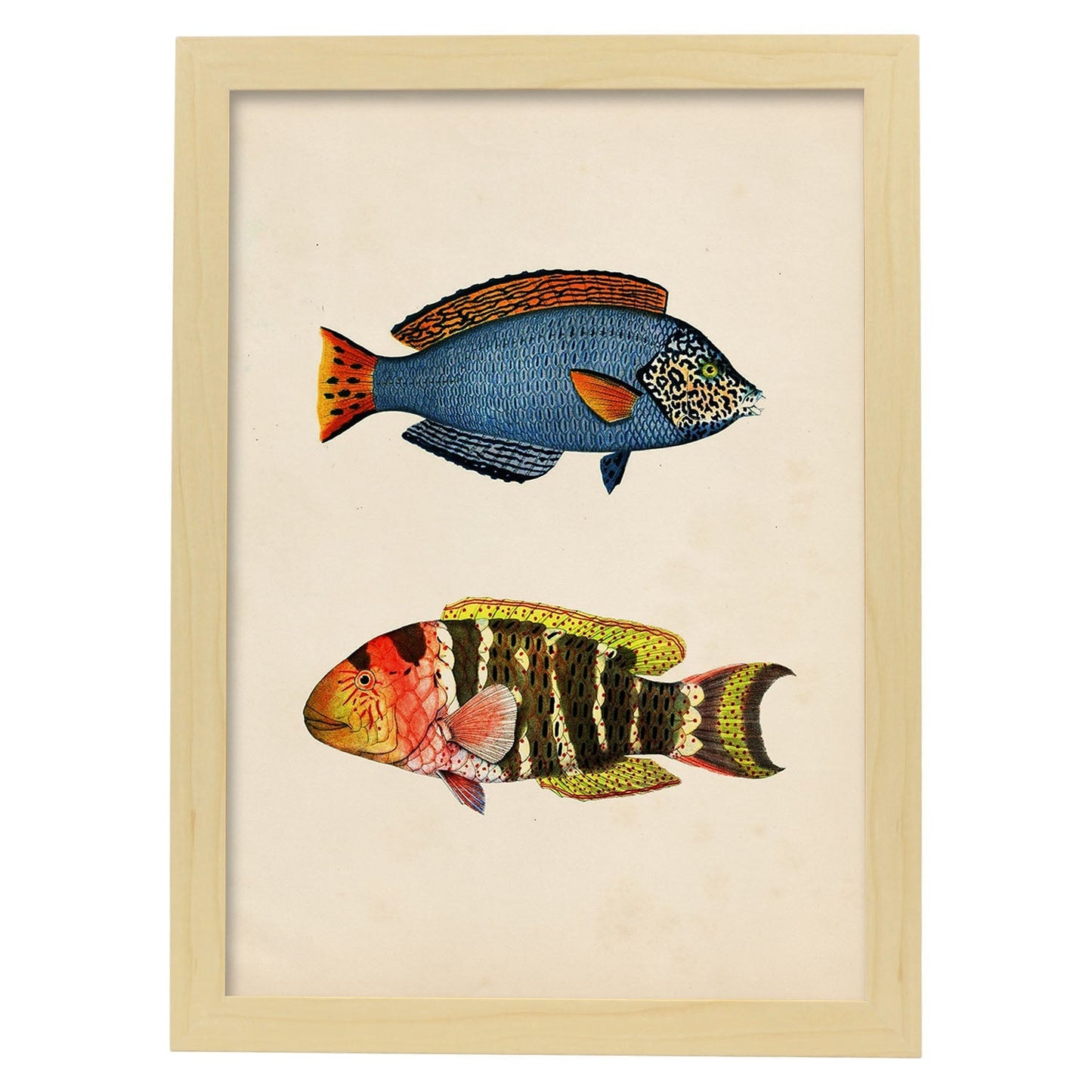 Lámina de dos peces azul, rojo, amarillo y naranja en , fondo papel vintage.-Artwork-Nacnic-A3-Marco Madera clara-Nacnic Estudio SL