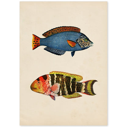 Lámina de dos peces azul, rojo, amarillo y naranja en , fondo papel vintage.-Artwork-Nacnic-A4-Sin marco-Nacnic Estudio SL