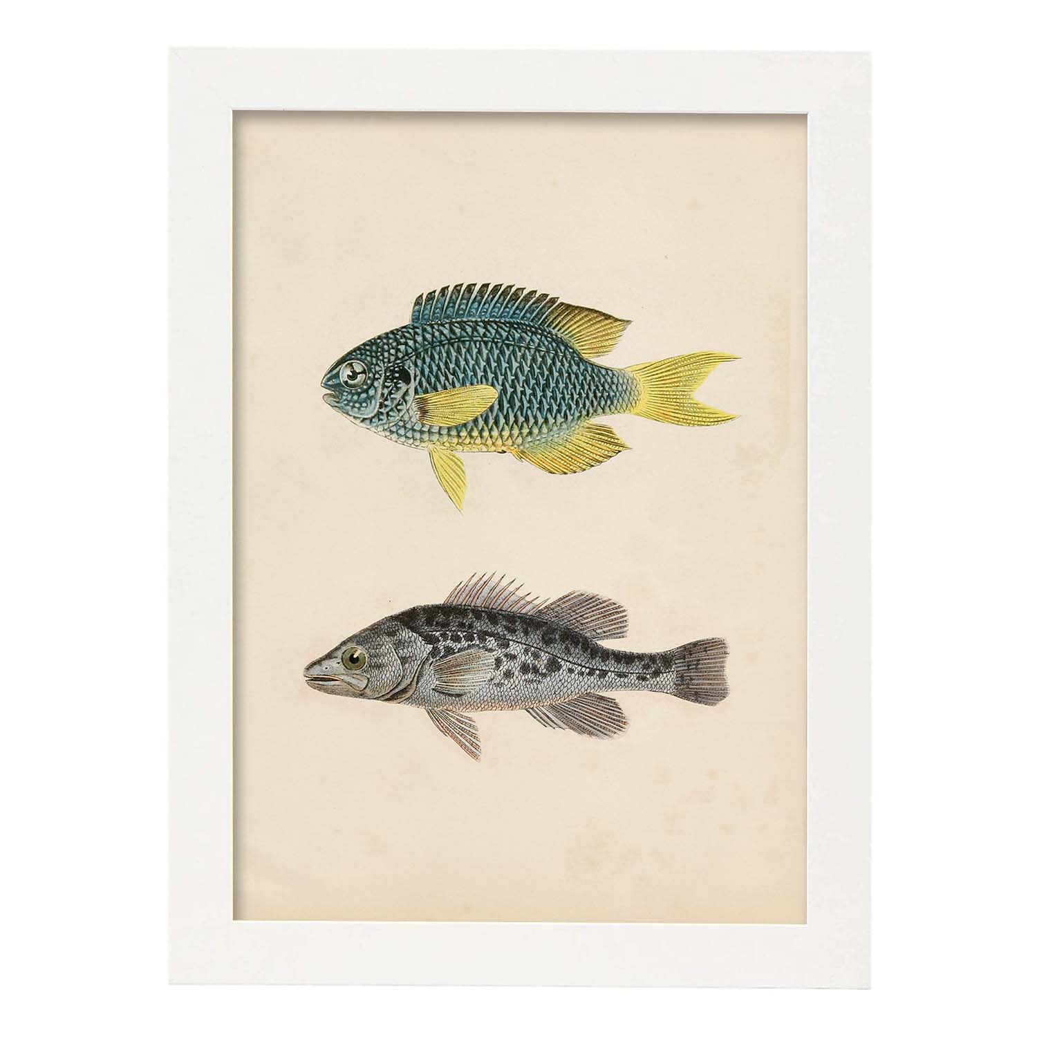 Lámina de dos peces azul y amarilo y gris moteado en , fondo papel vintage.-Artwork-Nacnic-A3-Marco Blanco-Nacnic Estudio SL