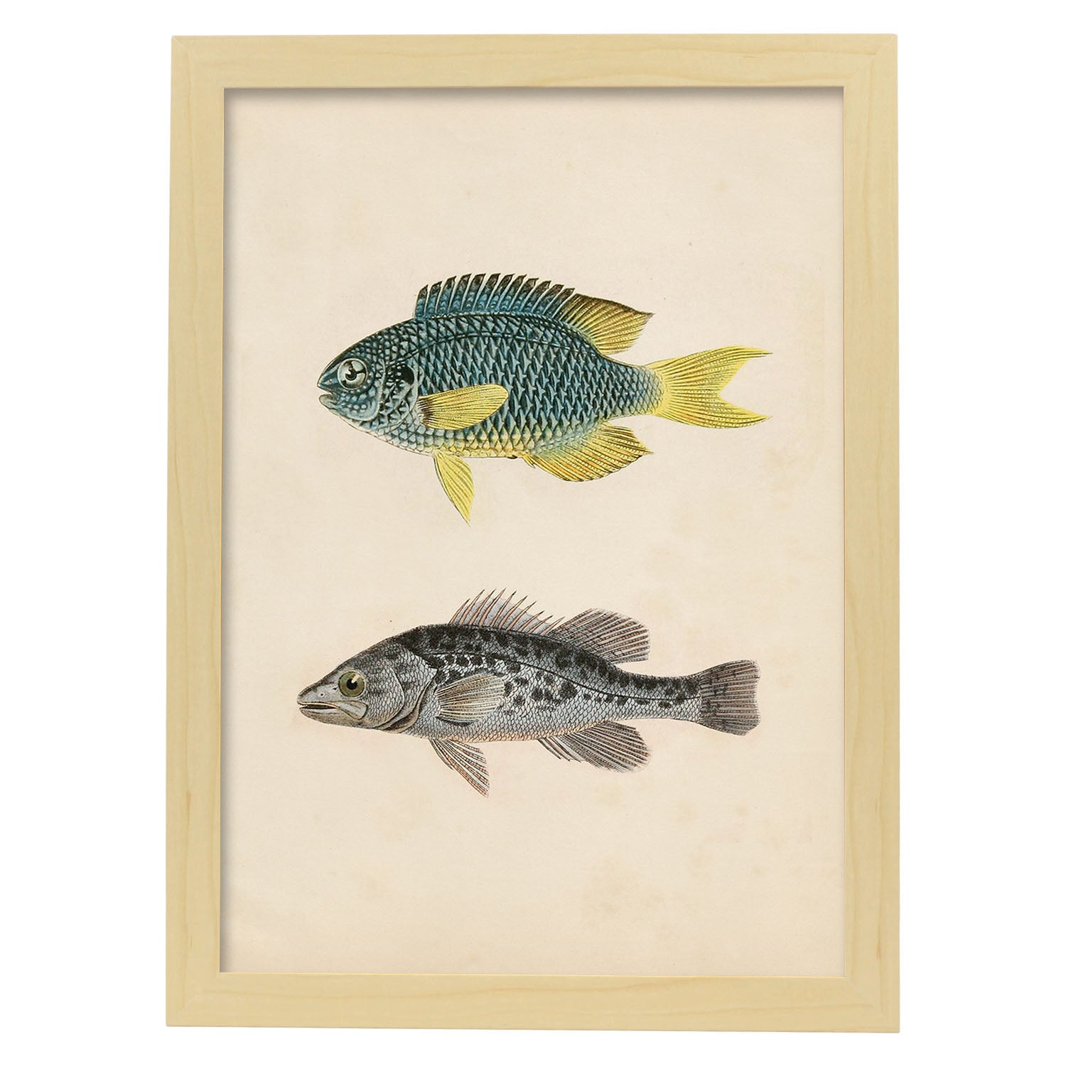 Lámina de dos peces azul y amarilo y gris moteado en , fondo papel vintage.-Artwork-Nacnic-A3-Marco Madera clara-Nacnic Estudio SL