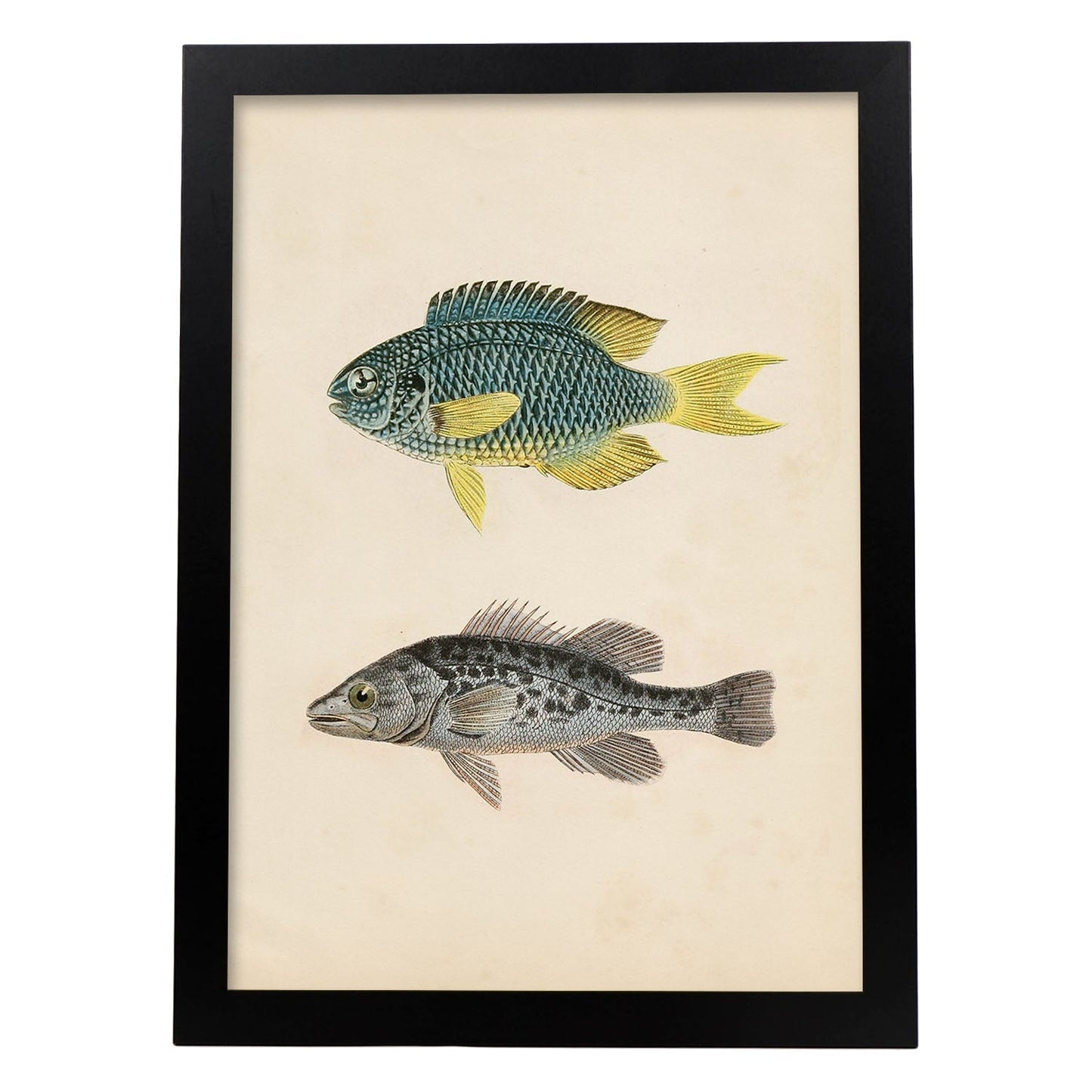 Lámina de dos peces azul y amarilo y gris moteado en , fondo papel vintage.-Artwork-Nacnic-A3-Marco Negro-Nacnic Estudio SL
