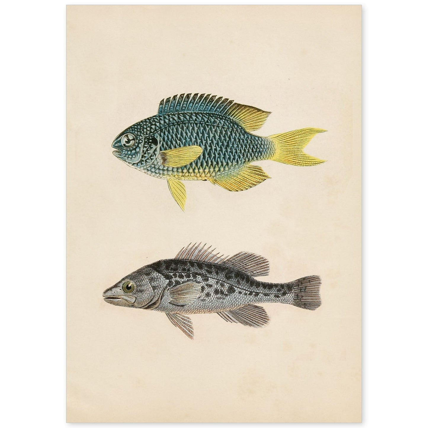 Lámina de dos peces azul y amarilo y gris moteado en , fondo papel vintage.-Artwork-Nacnic-A4-Sin marco-Nacnic Estudio SL