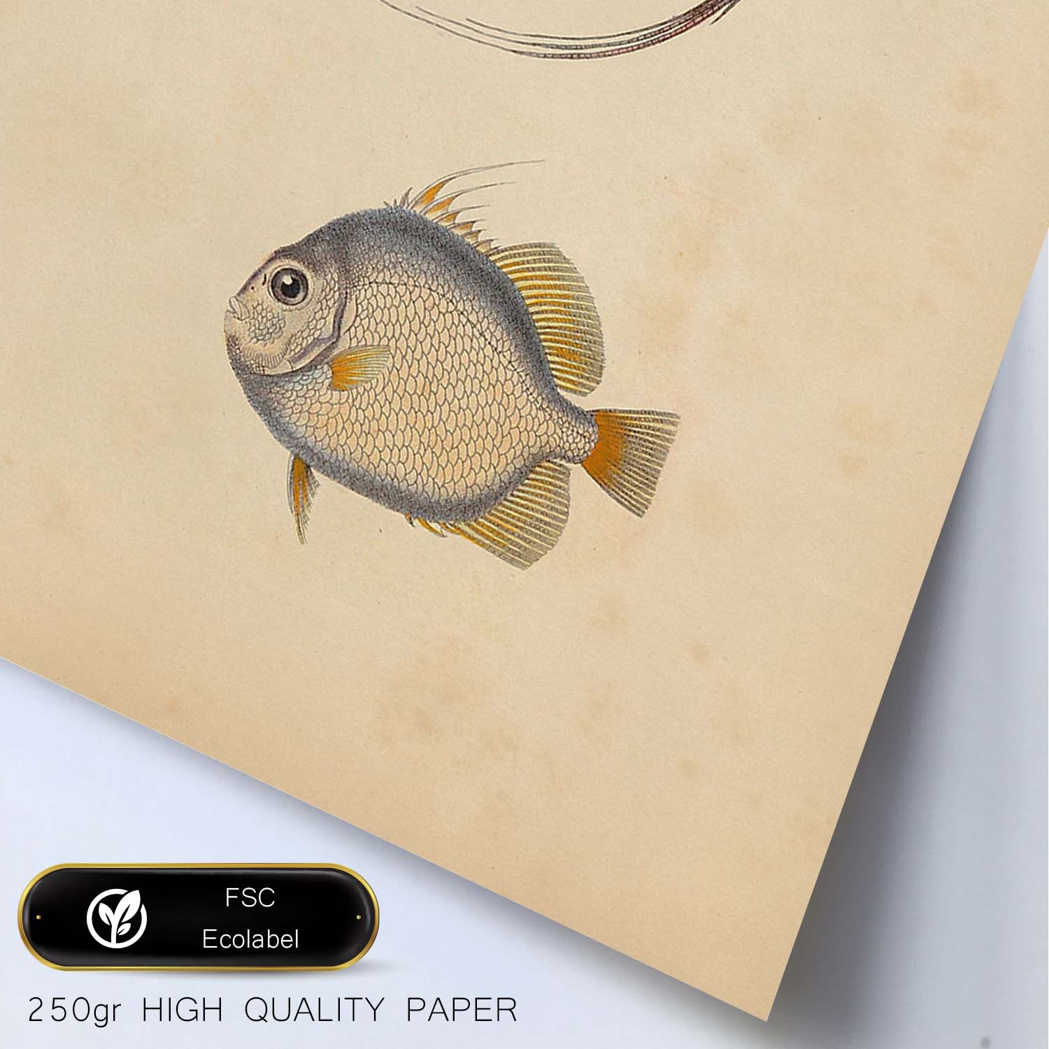 Lámina de dos peces gris, naranja y beige en , fondo papel vintage.-Artwork-Nacnic-Nacnic Estudio SL